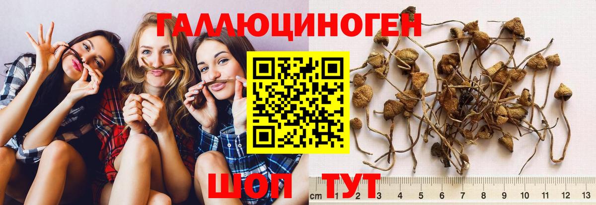 Псилоцибиновые грибы прущие грибы  Вход с VPN  Пенза  Псилоцибиновые грибы Psilocybine cubensis 